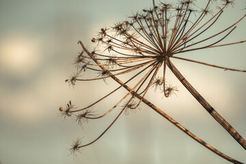 Warm vintage toned macro photo of dry ground elder flower