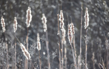 Fototapeta premium Dry Typha plants with fluff in winter season. Close-up photo