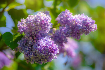 Obraz premium Pink lilac blooms in the Botanical garden 