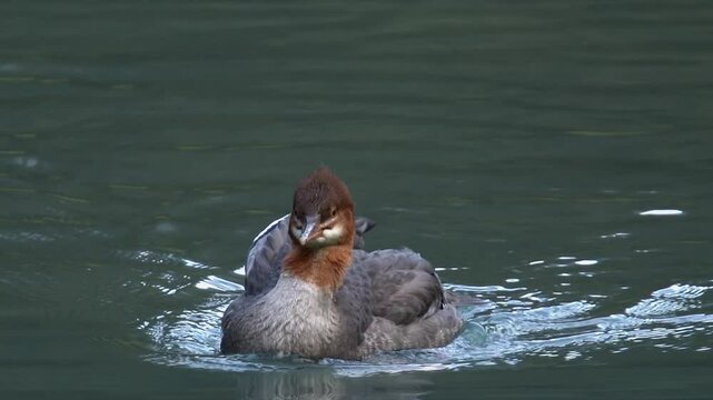 Red-headed common merganser hen swims to camera in green water pond