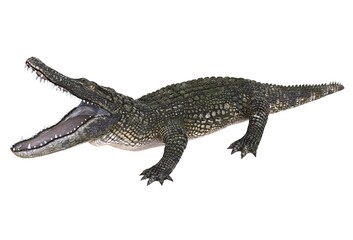 Alligator isolated on white background 3d illustration