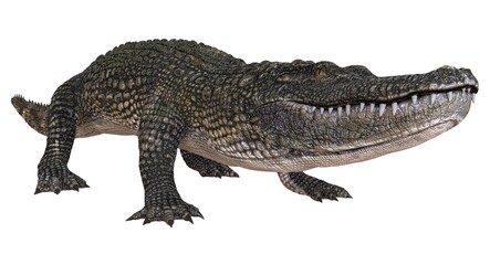 Alligator isolated on white background 3d illustration