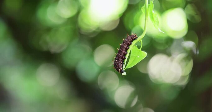 Time-lapse Golden Edge Butterfly Caterpillar (Battus polydamas) Polydamas Swallowtail. Feeding on its nutritional plant Aristolochia triangularis