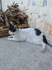 Tuxedo cat sitting next to the woods 