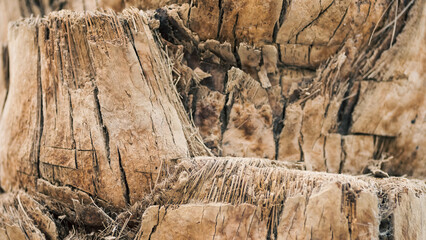 texture background abstraction bark wood fibers of palm tree