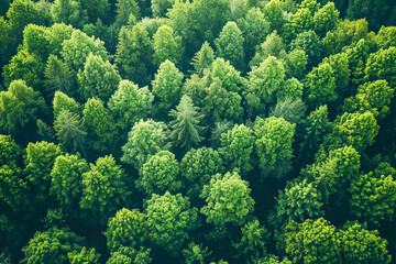Fototapeta premium Aerial view of lush green forest canopy covering earth