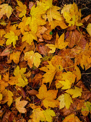 Yellow autumnal leaves as nature background.