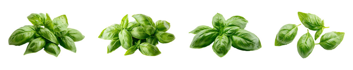 Set, collection of Fresh basil leaves isolated on transparent background.