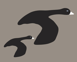 mother and baby bird flying together in the evening sky