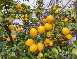 Lemon tree with ripe fruits