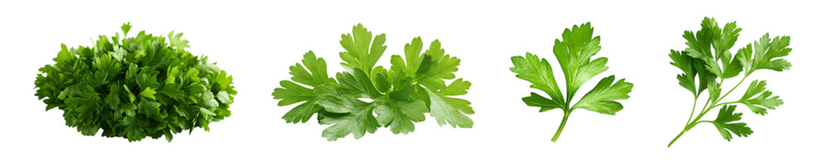 Fototapeta premium Set, collection of Fresh parsley leaves close-up isolated on transparent background.