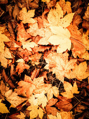 Yellow autumnal leaves as nature background.