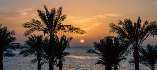 evening sunset landscape on the background of the silhouette of palm trees and the Red Sea with the sky and clouds in Egypt