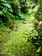 Tropical forest of Sao Miguel Island. Azores.
