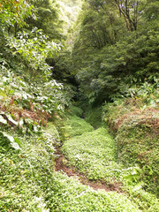 Tropical forest of Sao Miguel Island. Azores.