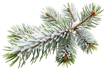 Snow-covered pine branch close-up on transparent background