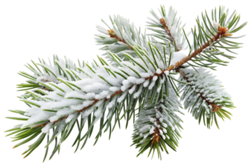 Snow-covered pine branch close-up on transparent background
