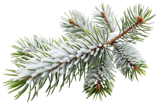 Snow-covered pine branch close-up on transparent background