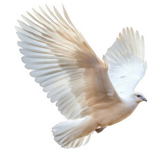 Fototapeta premium A white dove with its wings spread wide, soaring through the air. transparent background