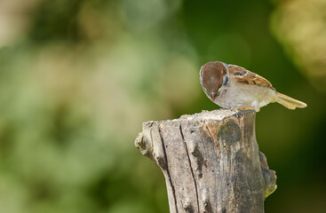 Eating, food and wildlife with bird outdoor in ecosystem, environment or habitat for sustainability. Conservation, space and nature with hungry Sparrow on wooden tree trunk for natural ecology