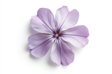 A delicate and detailed creeping phlox petal seen from above,