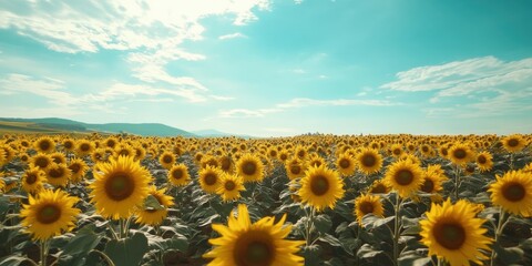 Obraz premium sunflower field under a blue sky