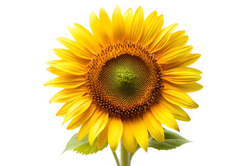 Fototapeta premium Close-up of sunflower with yellow petals isolated on transparent background
