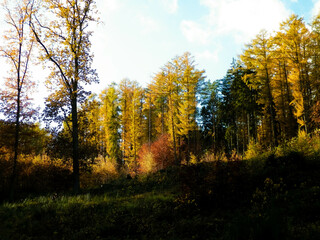 Fototapeta premium Autumnal forest in sunny day.
