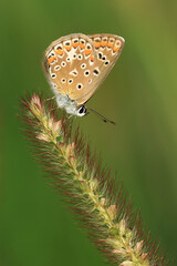Butterfly in nature. Common blue on flower. Beautiful natural colors.