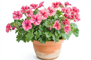 A vibrant potted geranium plant, featuring clusters of pink and red flowers set against lush