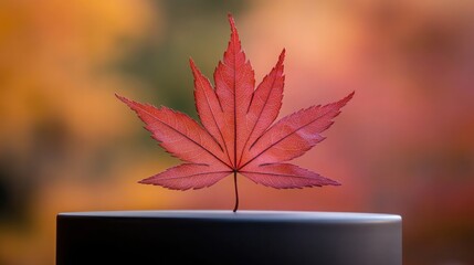maple leaf on display: A delicate, deeply lobed  maple leaf in a rich crimson hue resting on a matte black podium. 
