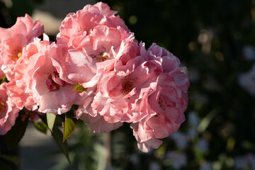Fiori di rosa in piena fioritura