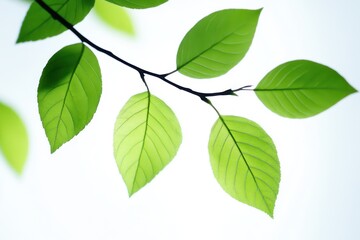 Fototapeta premium Create an image of a branch with vibrant green leaves. The leaves should appear fresh