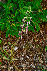 Gespornte Riemenzunge, Östliche riemenzunge // Spurred Himantoglossum, eastern lizard orchid (Himantoglossum calcaratum) - Montenegro