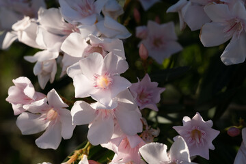Fiori bianchi di oleandro