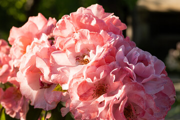 Fiori di rosa in piena fioritura