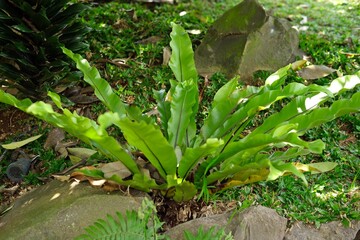 Kadaka or Asplenium nidus (Bird's Nest Fern) in a lush garden setting. Ideal for gardening blogs, plant care guides, and botanical studies. Perfect for nature, horticulture, and landscaping content.
