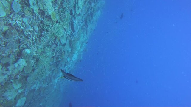 Maldives Beach , lifestyle and underwater photo  