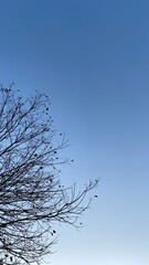Obraz premium Dead Tree Branches with Blue Sky Background. Selective focus.