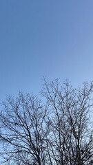 Dead Tree Branches with Blue Sky Background. Selective focus.