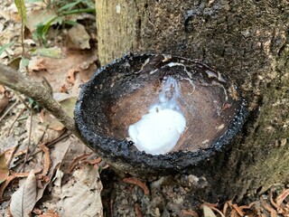 Close up Natural rubber latex trapped from rubber tree, Latex of rubber flows into a bowl