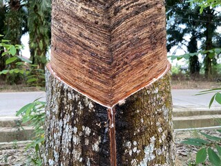 Rubber plantation. Tapping and collecting latex as part of rubber production, Jambi, Indonesia