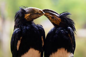 The piping hornbill (Bycanistes fistulator), portrait of an attractive bird on a white background. Portrait of a pair of rare hornbills.