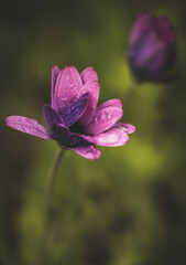 Close-up soft-focus image of a purple daisy in the rain.