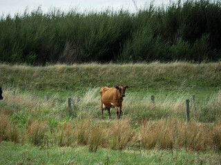 cows in the field