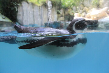 Naklejka premium penguins swimming in the pool