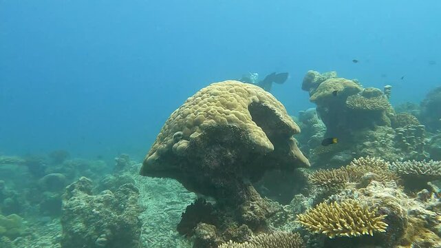 Maldives video , lifestyle and underwater video  