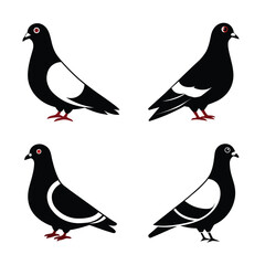pigeon set .Art & Illustration.in white background 