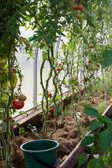 Large greenhouse with tomatoes. Different varieties of tomatoes in one greenhouse. Preparing to harvest tomatoes in a bucket. Correct planting of tomatoes in a greenhouse