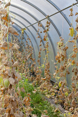 Cleaning the greenhouse in autumn. Dry cucumber leaves and overgrown fruits in a polycarbonate greenhouse